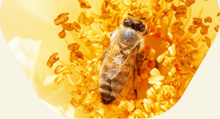 Nourriture Abeilles Apifonda Südzucker - 12x1kg - Pâte Alimentaire Apiculture