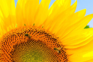 (Abeilles butinant sur une fleur de tournesol après transhumance)