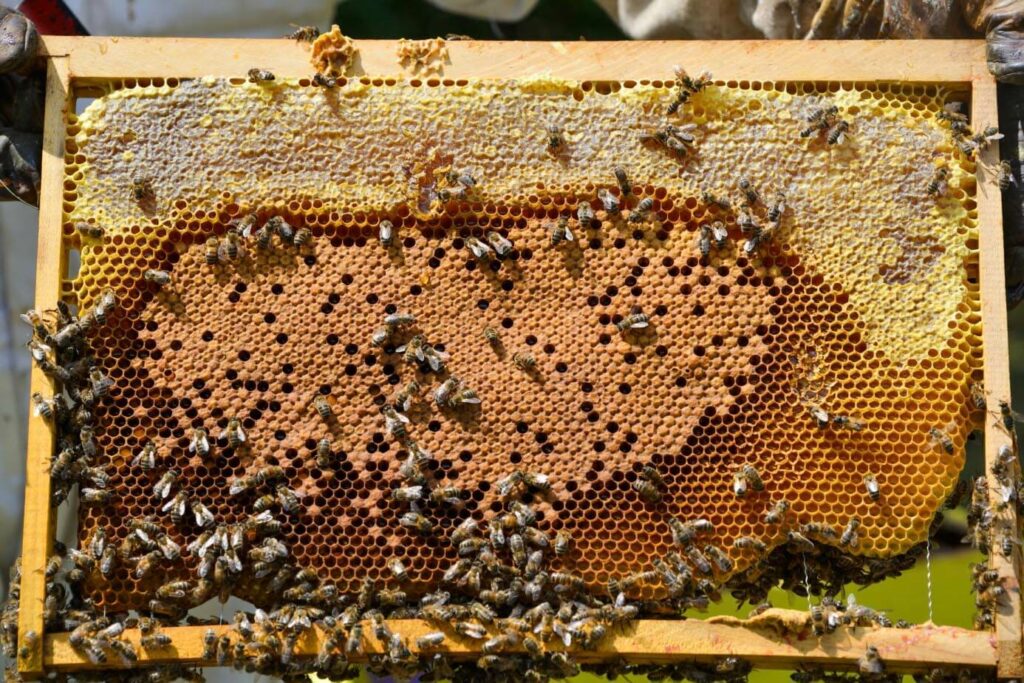 (Les alvéoles, un stockage primordial dans la ruche)