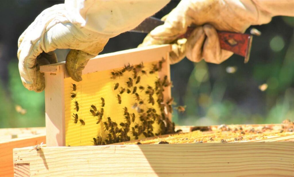(Wax sheet under construction by bees)