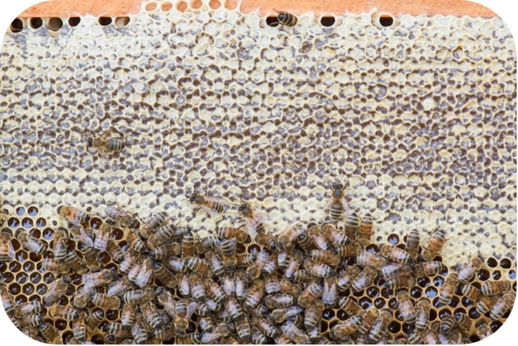 (Cadre de miel operculé en haut, avec encore du nectar au niveau des abeilles)
