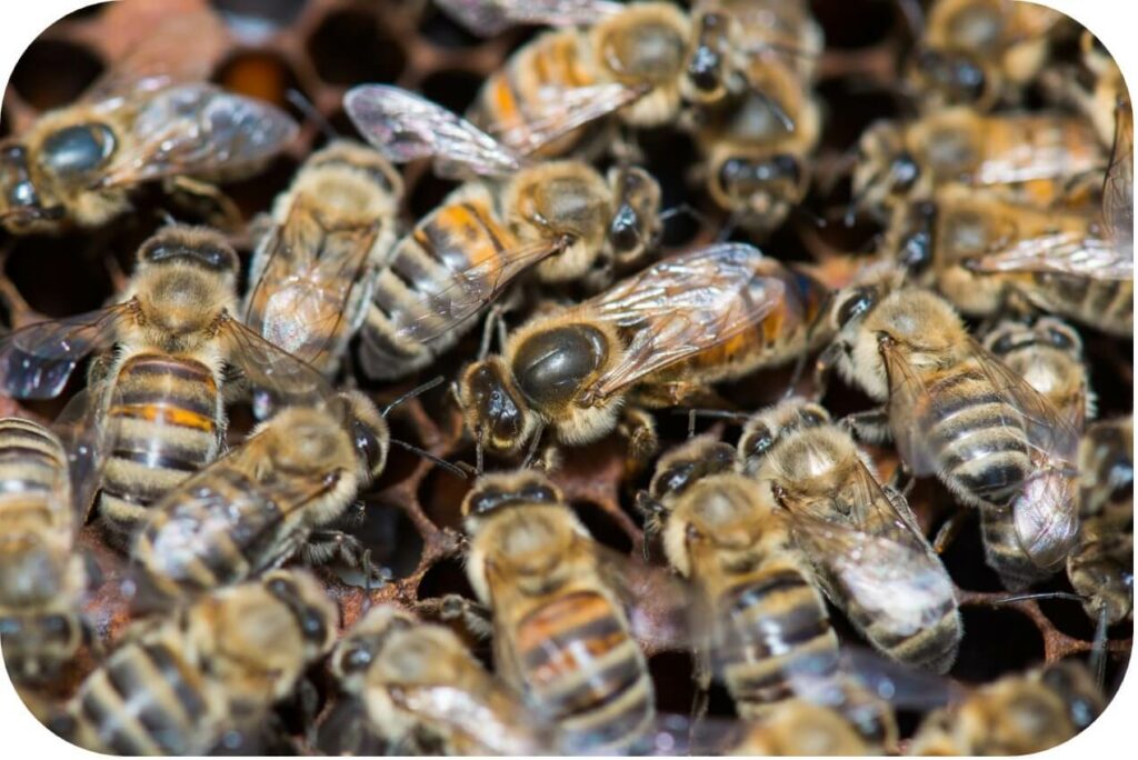 (La reine repérable au milieu des abeilles par son thorax pouvant recevoir une goute de peinture).