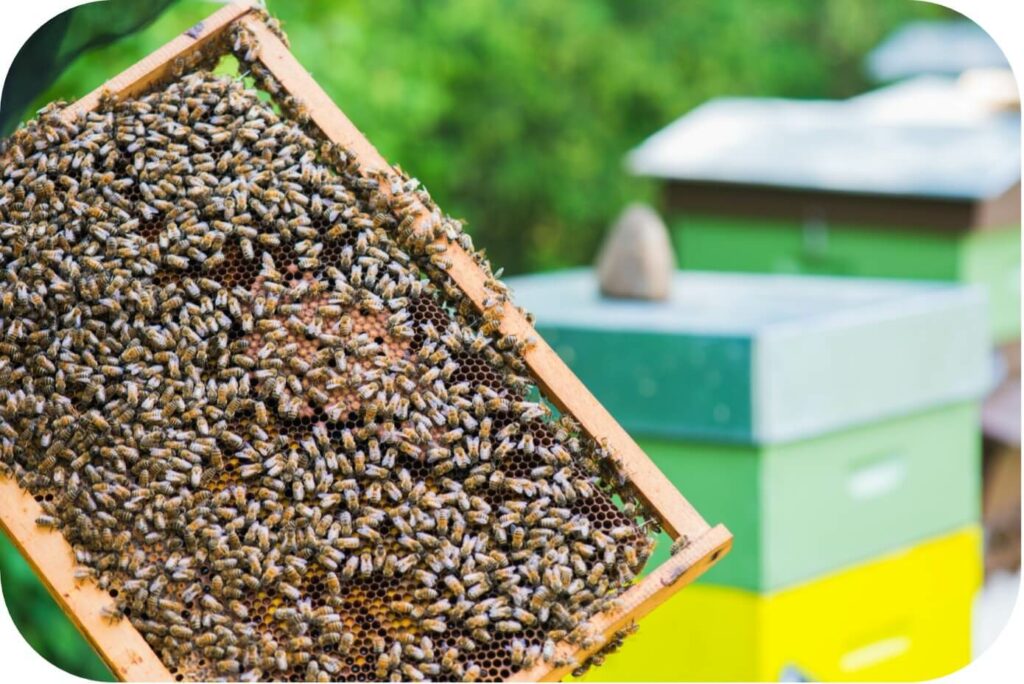 Ein mit vielen Bienen belegter Rahmen