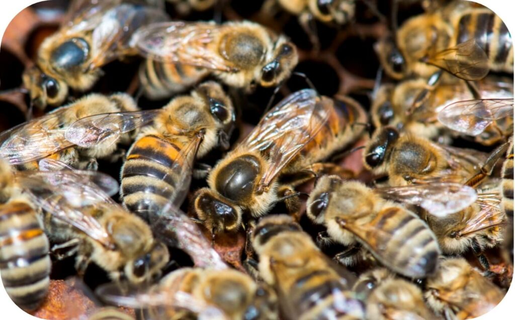 Die neue Königin wurde in den Bienenstock eingeführt