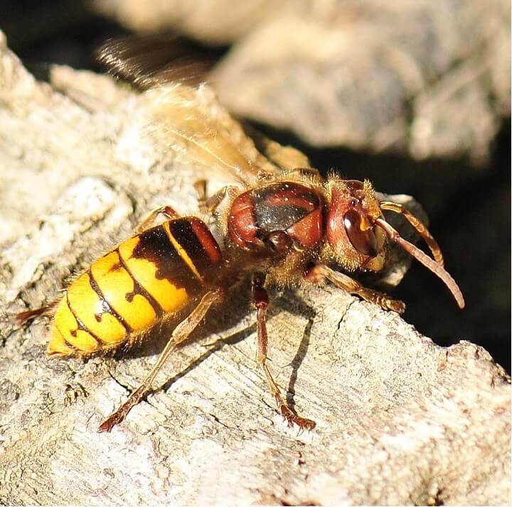 Frelon européen reconnaissable avec sa tête rouge