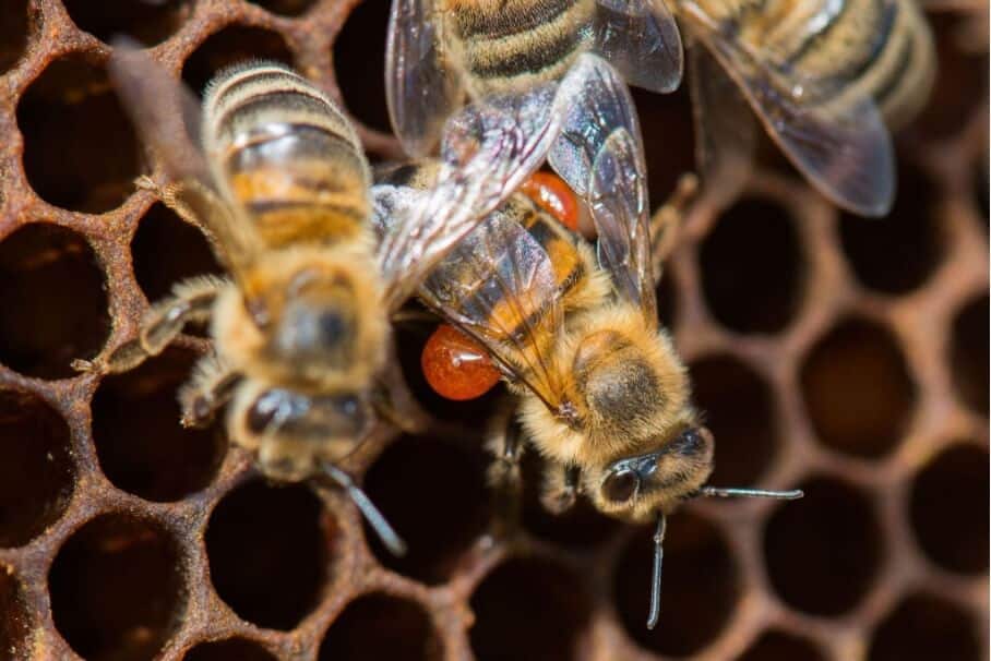 Biene, die mit Propolistropfen zurückkehrt