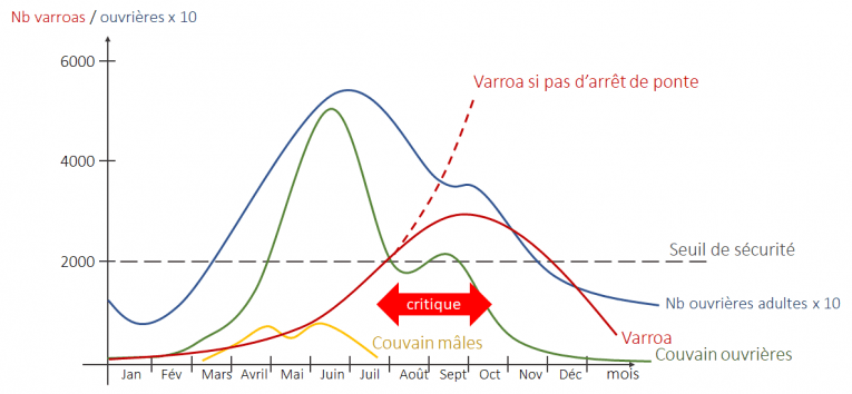 l’évolution du varroa sur une saison