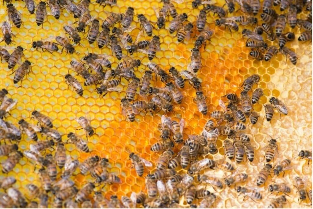 Dans ce cadre, on observe à droite du miel, au centre du pollen et à gauche des alvéoles encore vides.