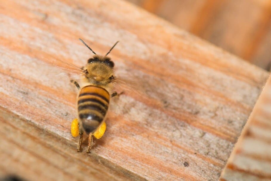 Abeille ayant ramené deux pelotes de pollen sur ses pattes arrière.