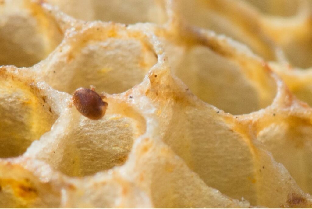Le Varroa, irrésistible depuis +40 ans en France !