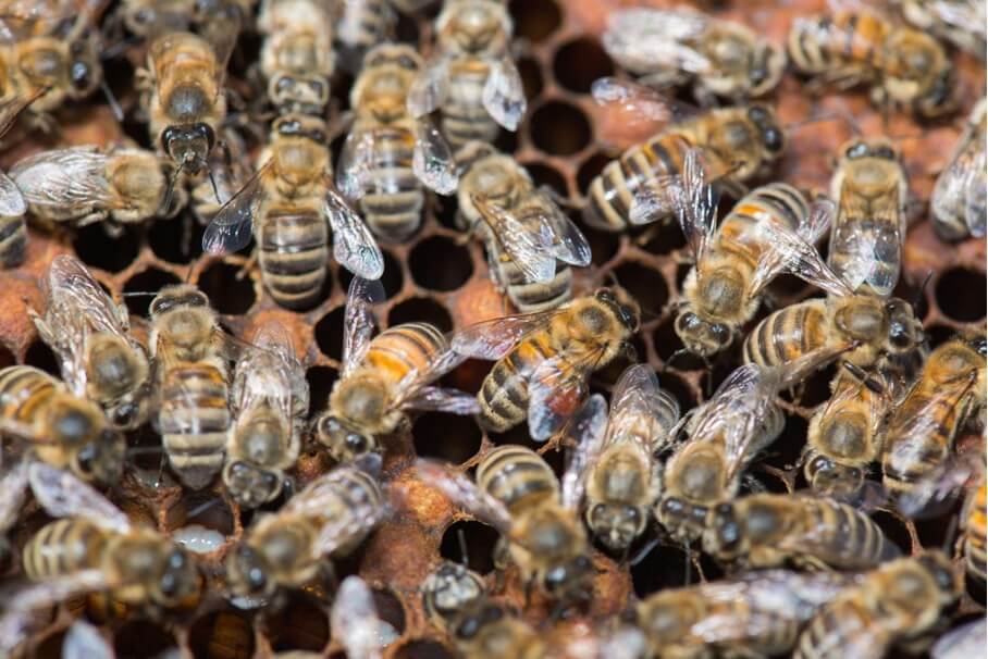 Bees in the hive