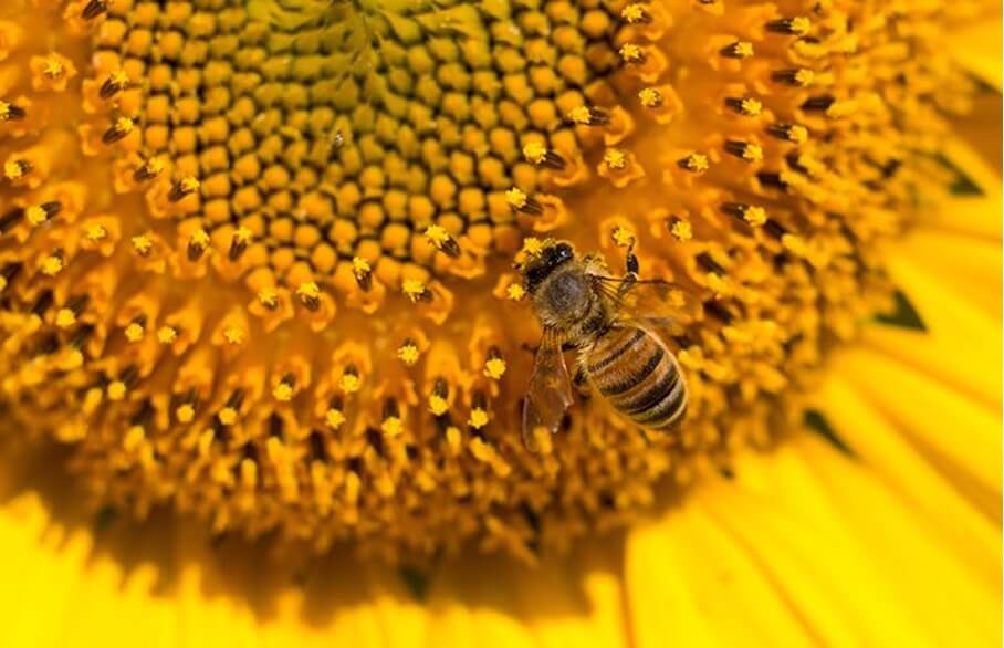 Abeille sur une fleur de tournesol en plein récolte de pollen