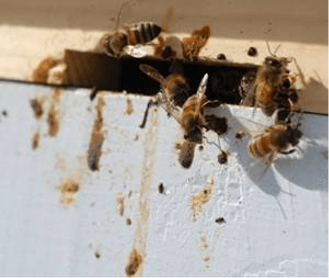 On observe ici des traces de diarrhée sur le devant de la ruche
