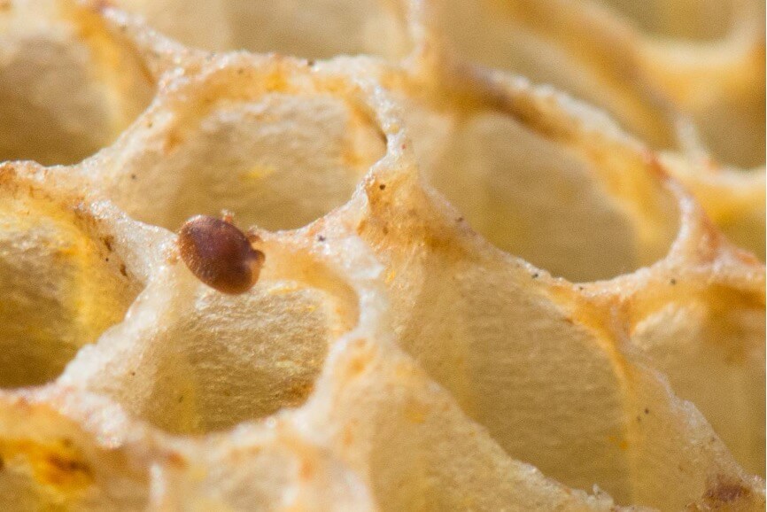 Présence d’un varroa au bord d’une alvéole