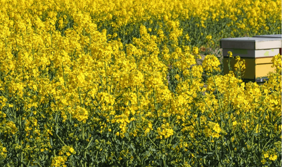 Champ de Colza en fleurs