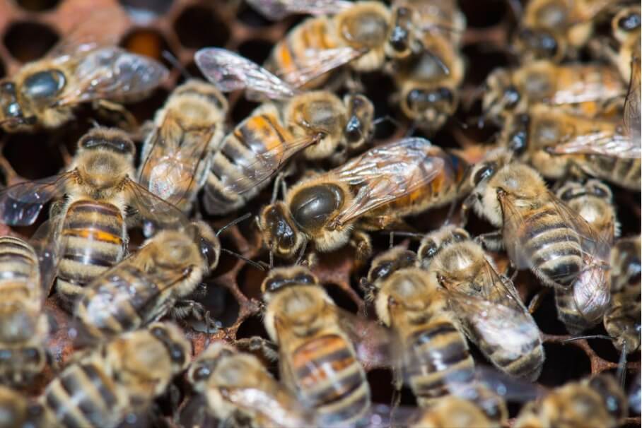 Apprendre à trouver facilement la reine