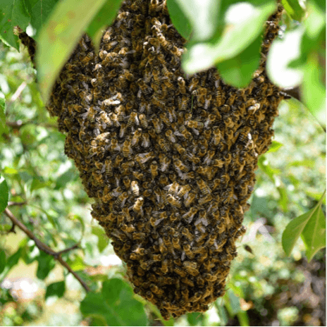 Schwarm: Bienentraube auf einem Ast