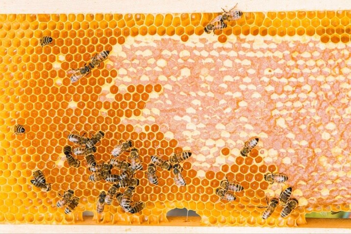 Abeilles en développement sur un cadre