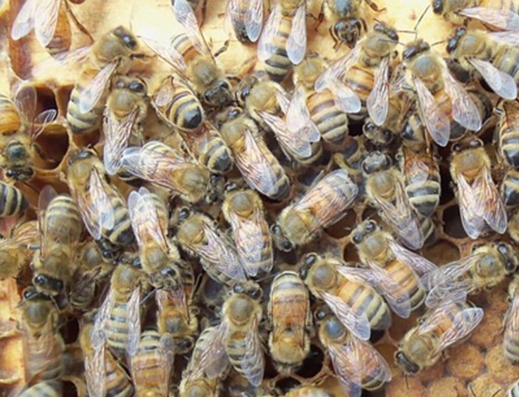 The bees will stay together to get through the winter