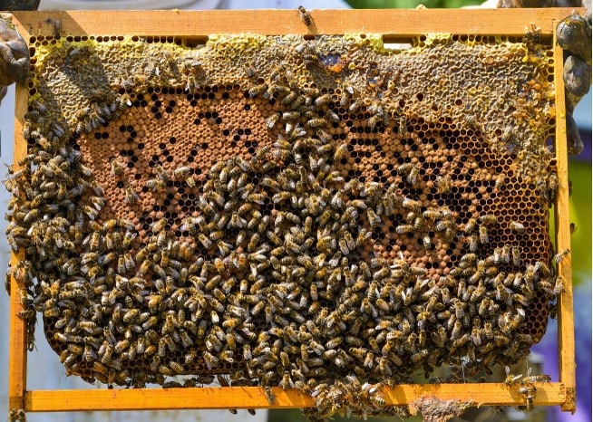 En haut de chaque cadre de corps, une couronne de miel et de pollen doit être observée, signe de bonnes réserves pour garantir une belle récolte dans la hausse.