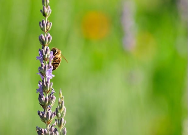 Butineuse profitant de la floraison des lavandes. Jusqu’à 3000 fleurs peuvent être visitées par une abeille chaque jour. 